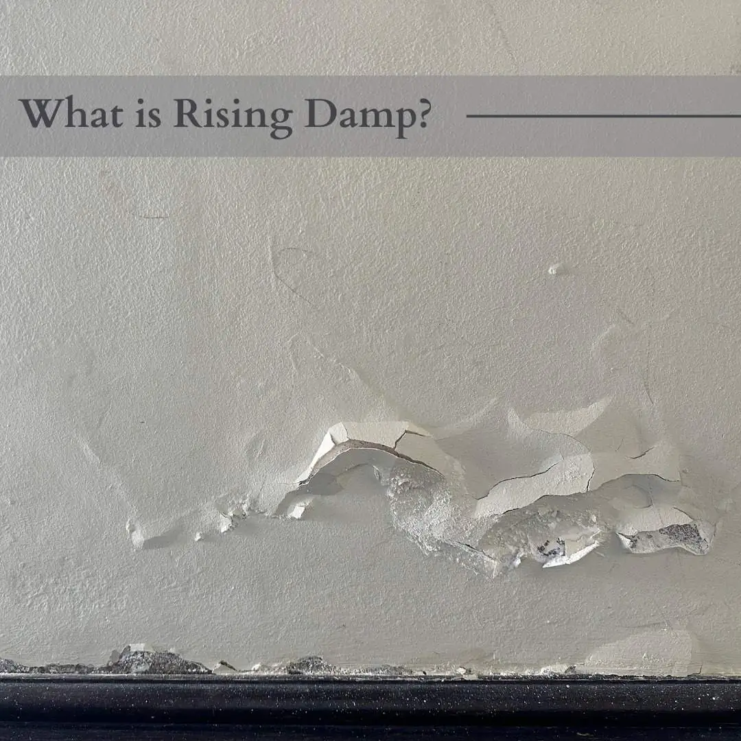 What is rising damp